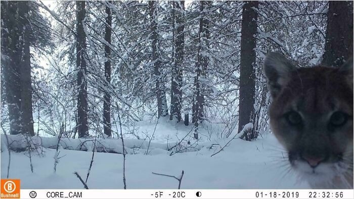 Вы заметили? 14 забавных кадров с животными, которые случайно попали в фотоловушки